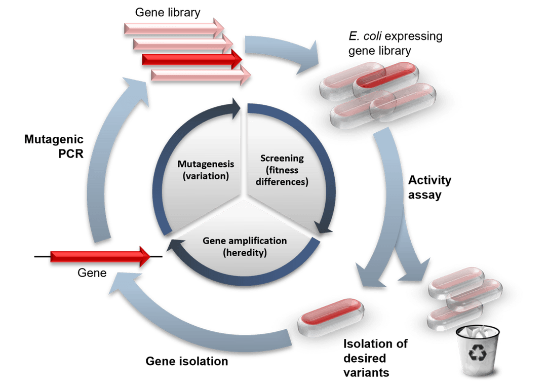 Directed evolution - Wikipedia