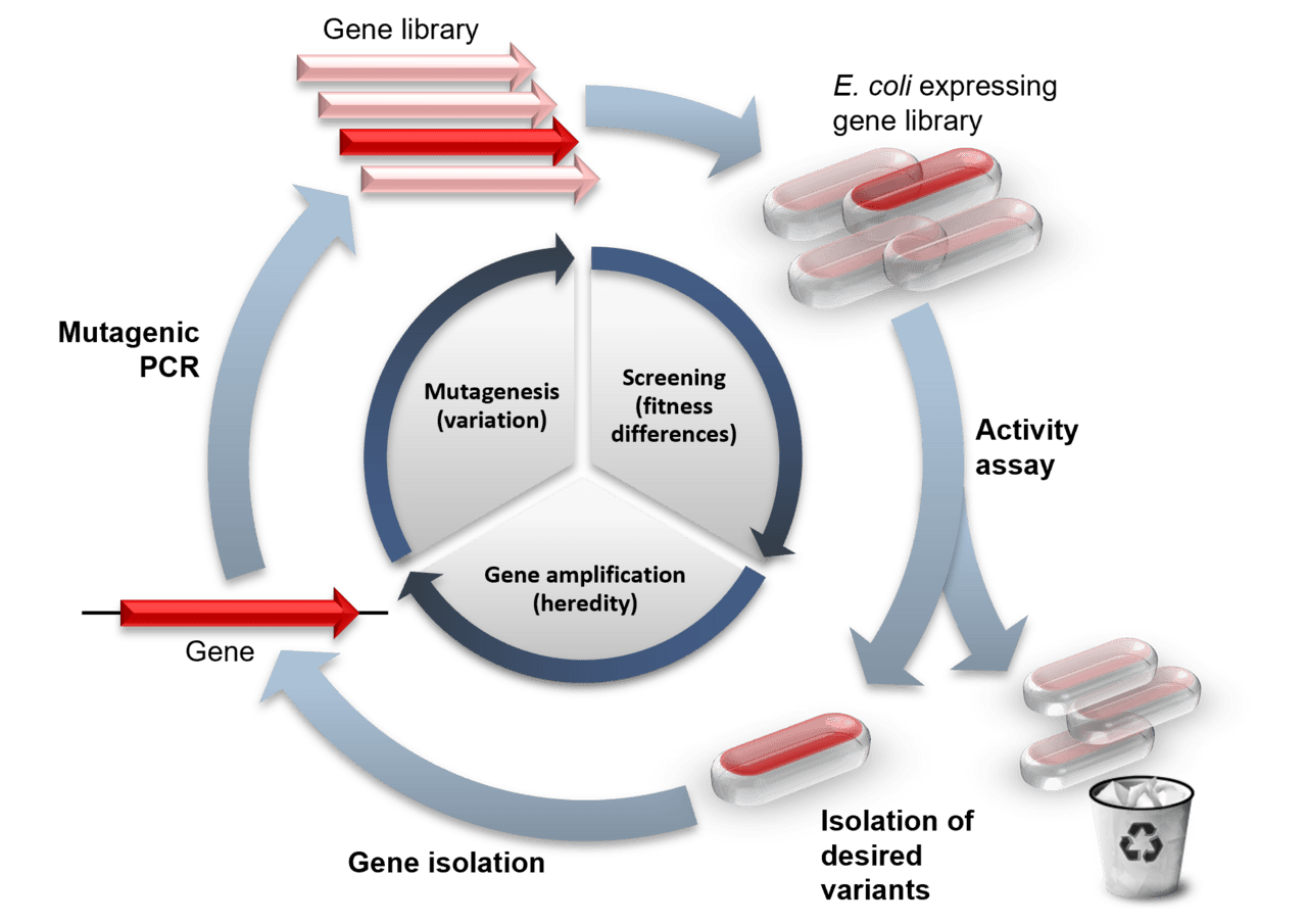 Directed evolution - Wikipedia
