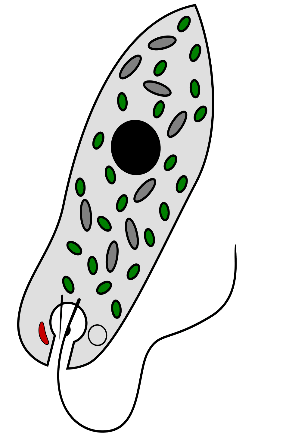 Euglenophyta — Wikipédia