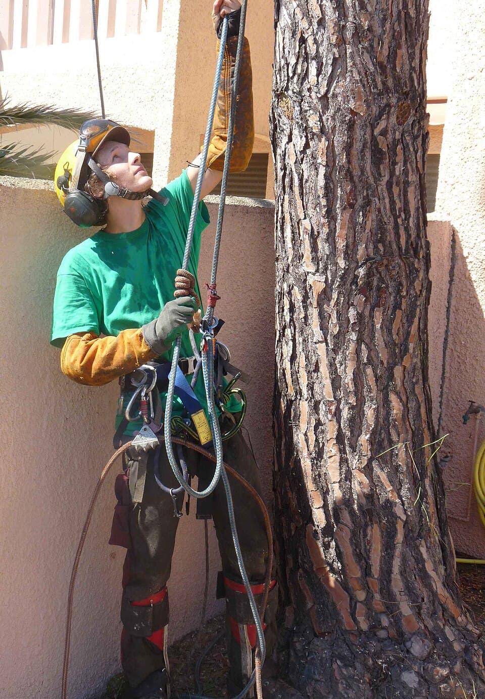 Arboriste — Wikipédia