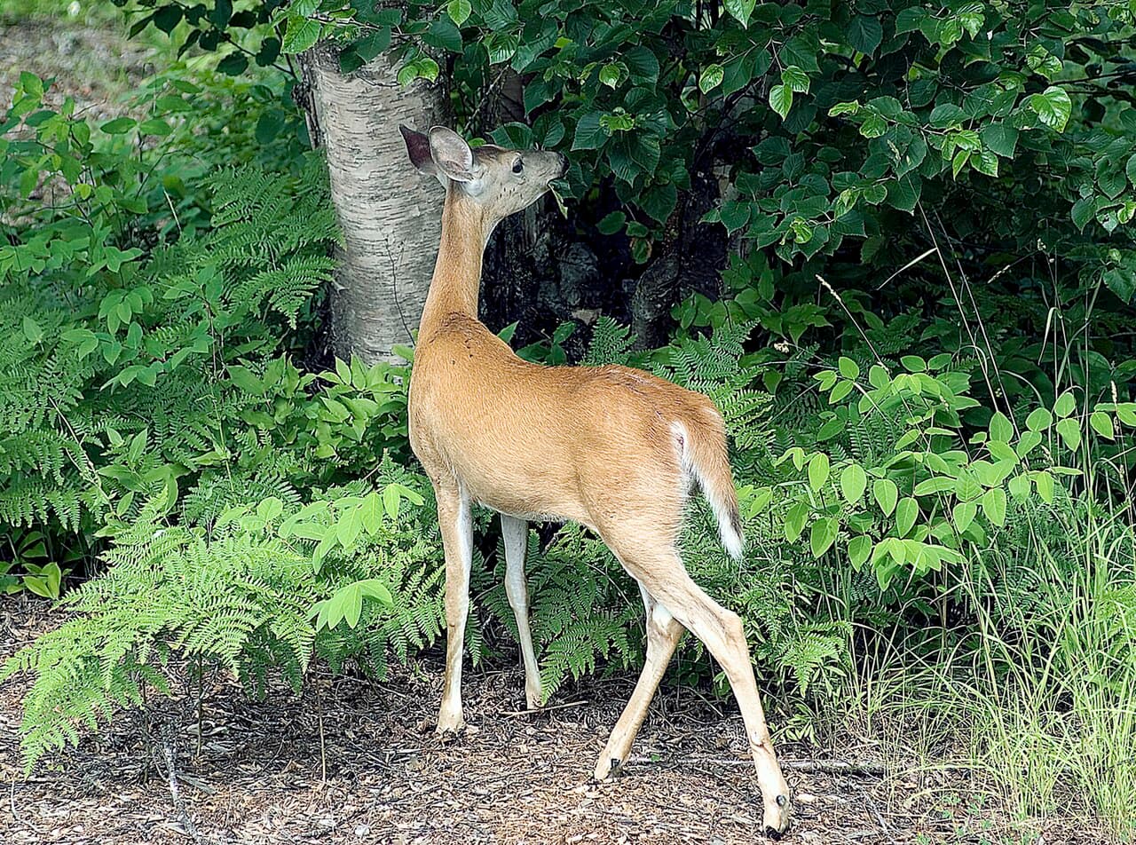 Browsing (herbivory) - Wikipedia