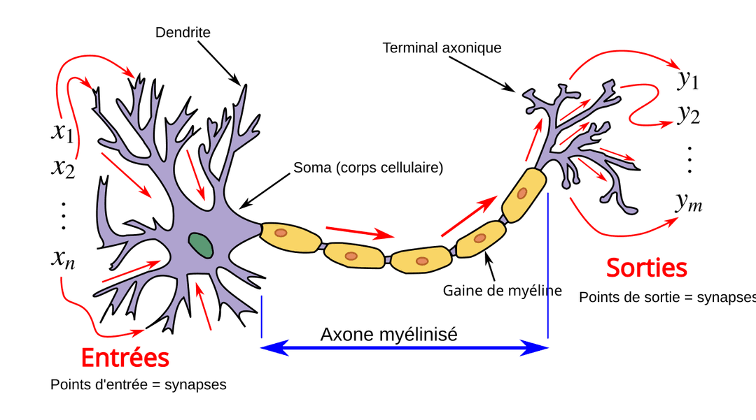 Modèles du neurone biologique — Wikipédia