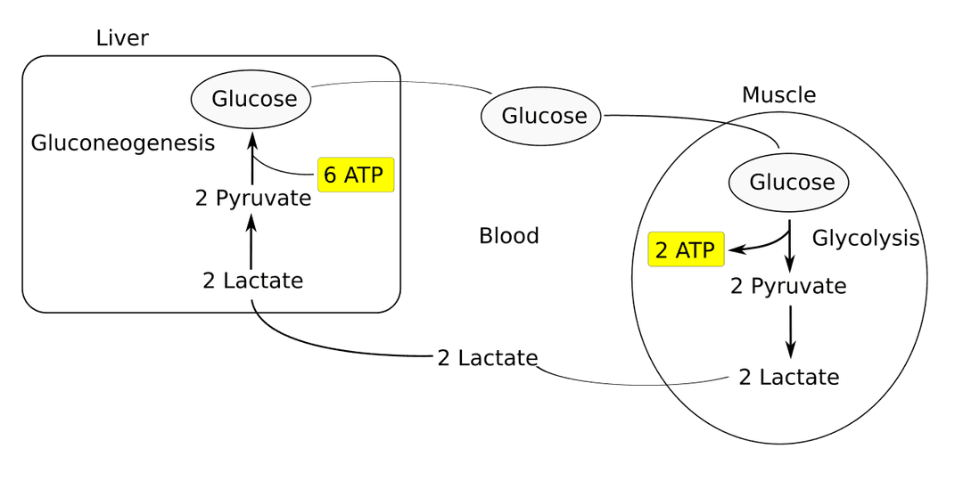 Cycle de Cori — Wikipédia
