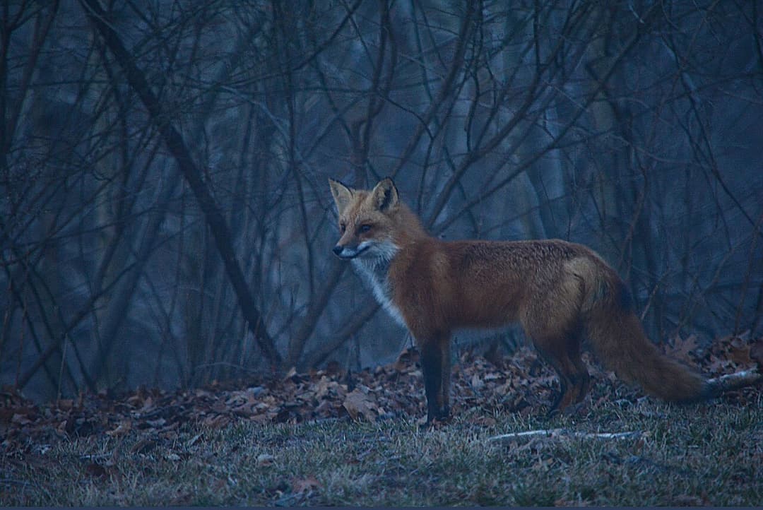 Crepuscular animal - Wikipedia