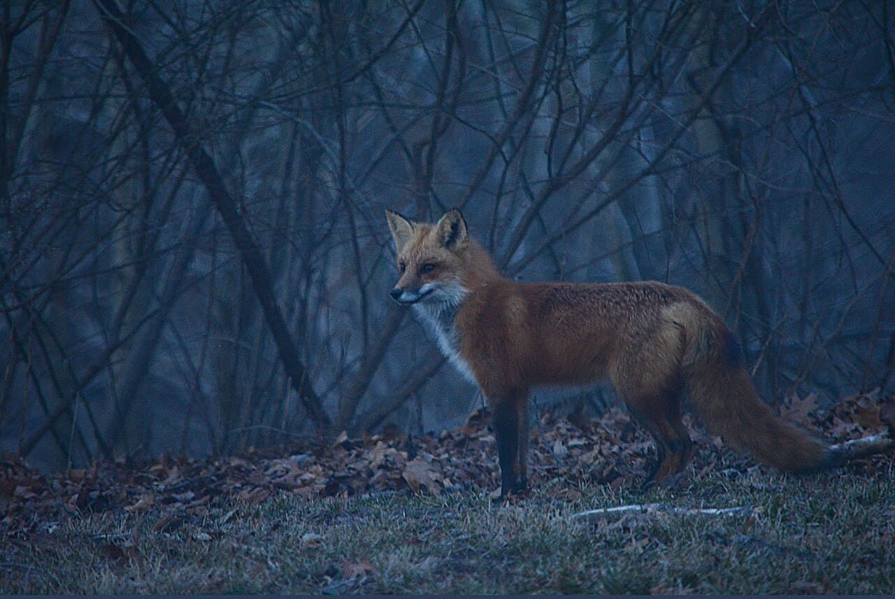 Crepuscular animal - Wikipedia