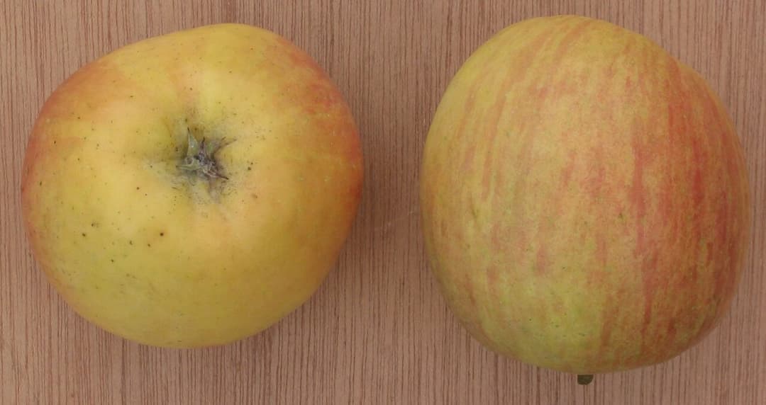 Fuji (pomme) — Wikipédia