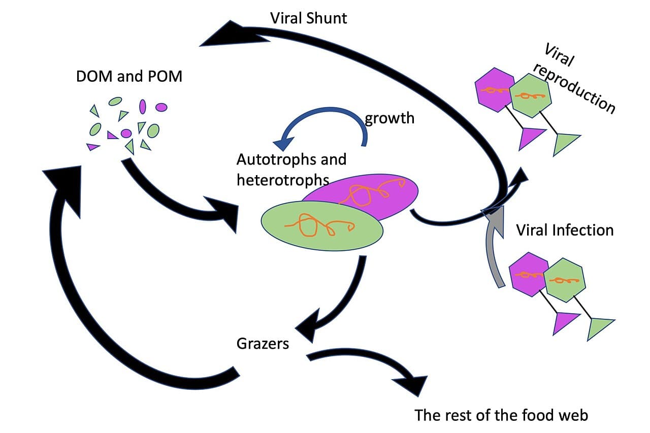 Shunt viral — Wikipédia