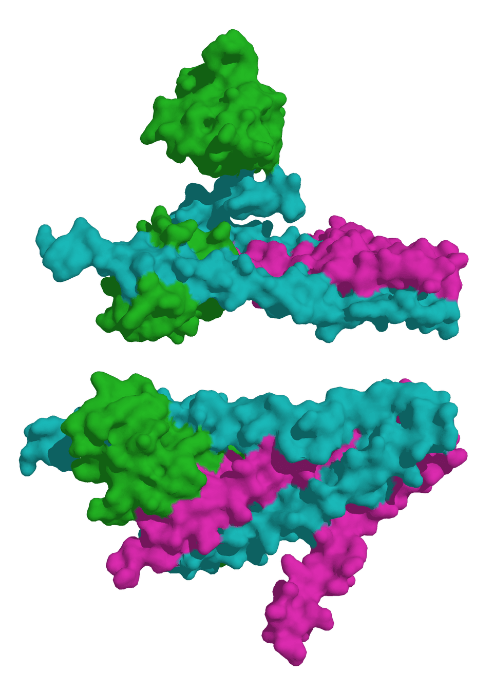 Troponine — Wikipédia