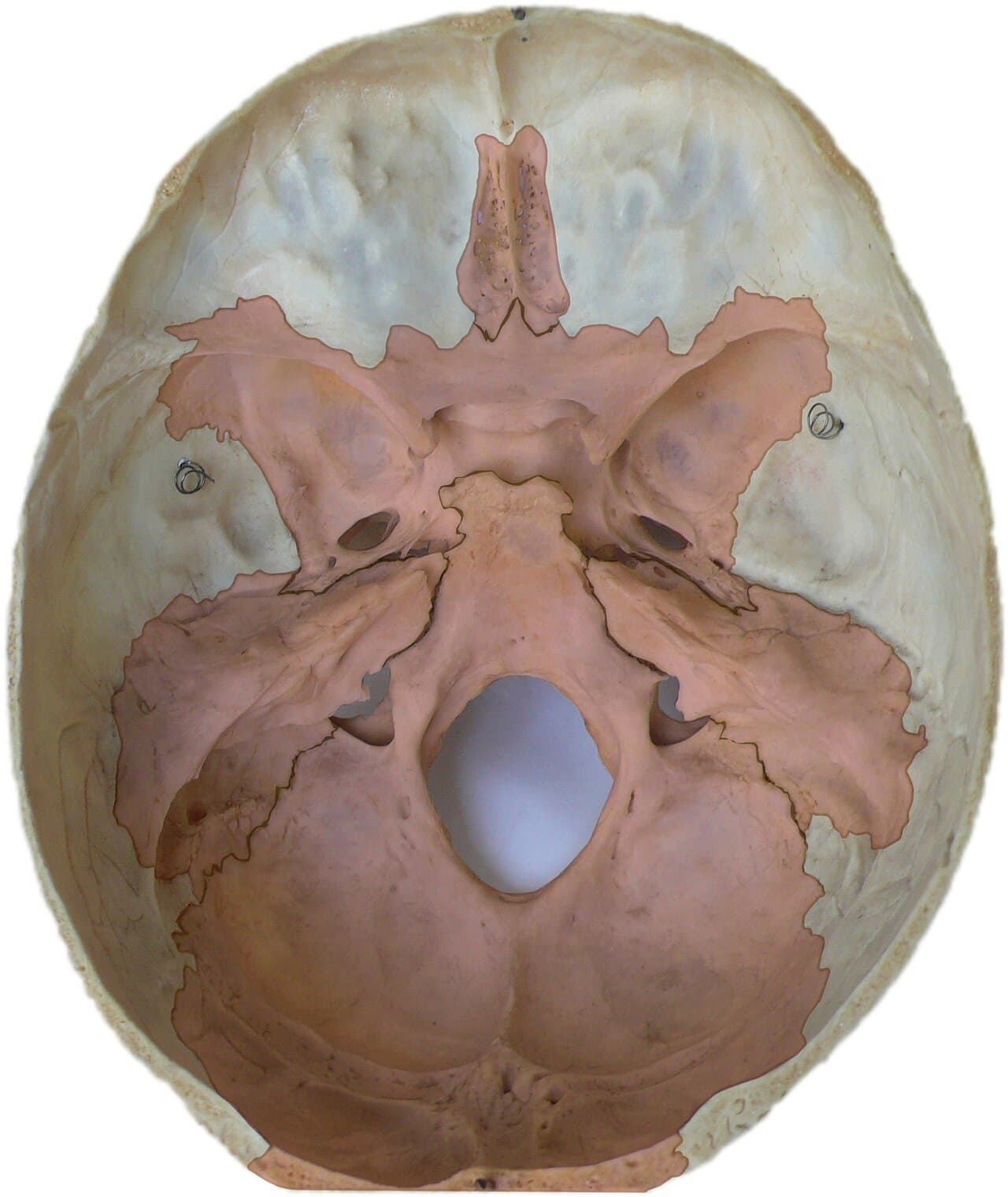 Endocranium - Wikipedia