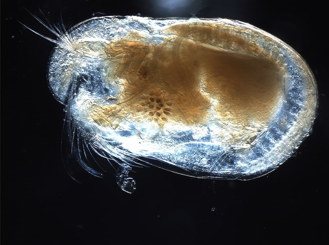 Ostracod - Wikipedia