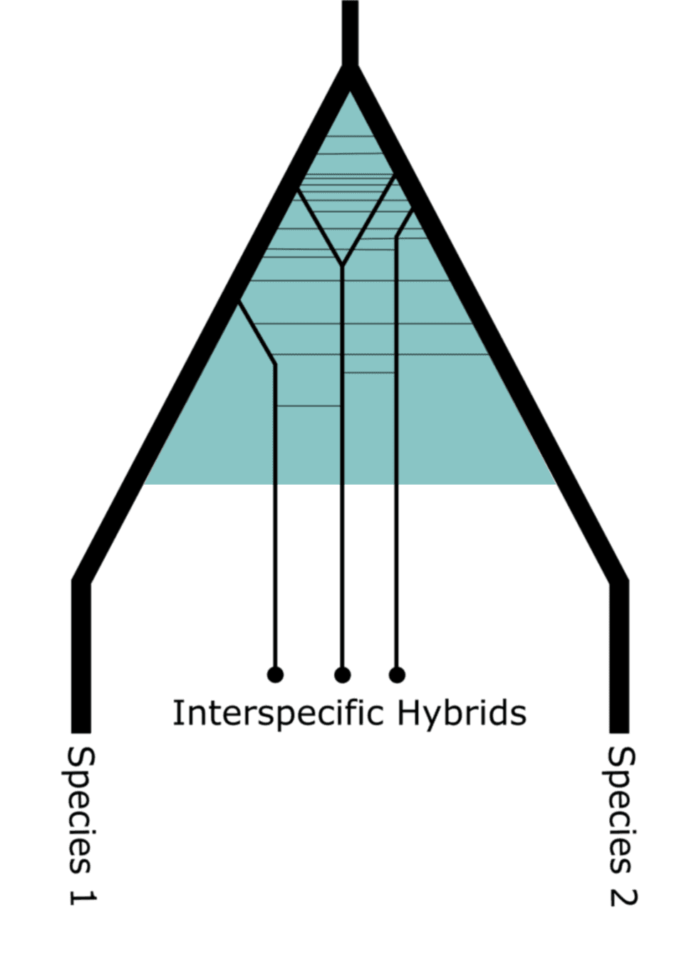 Introgression - Wikipedia