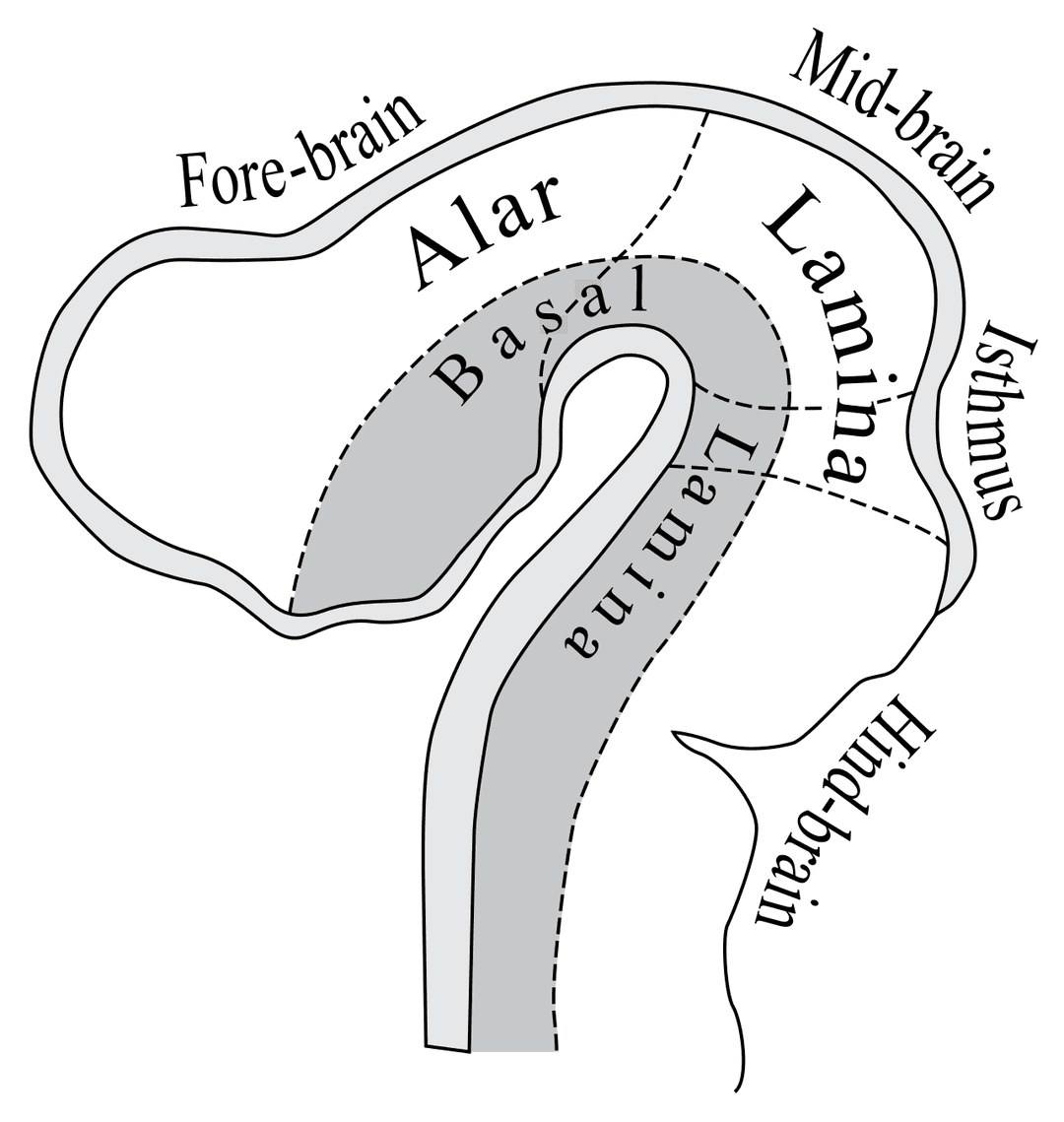 Alar plate - Wikipedia