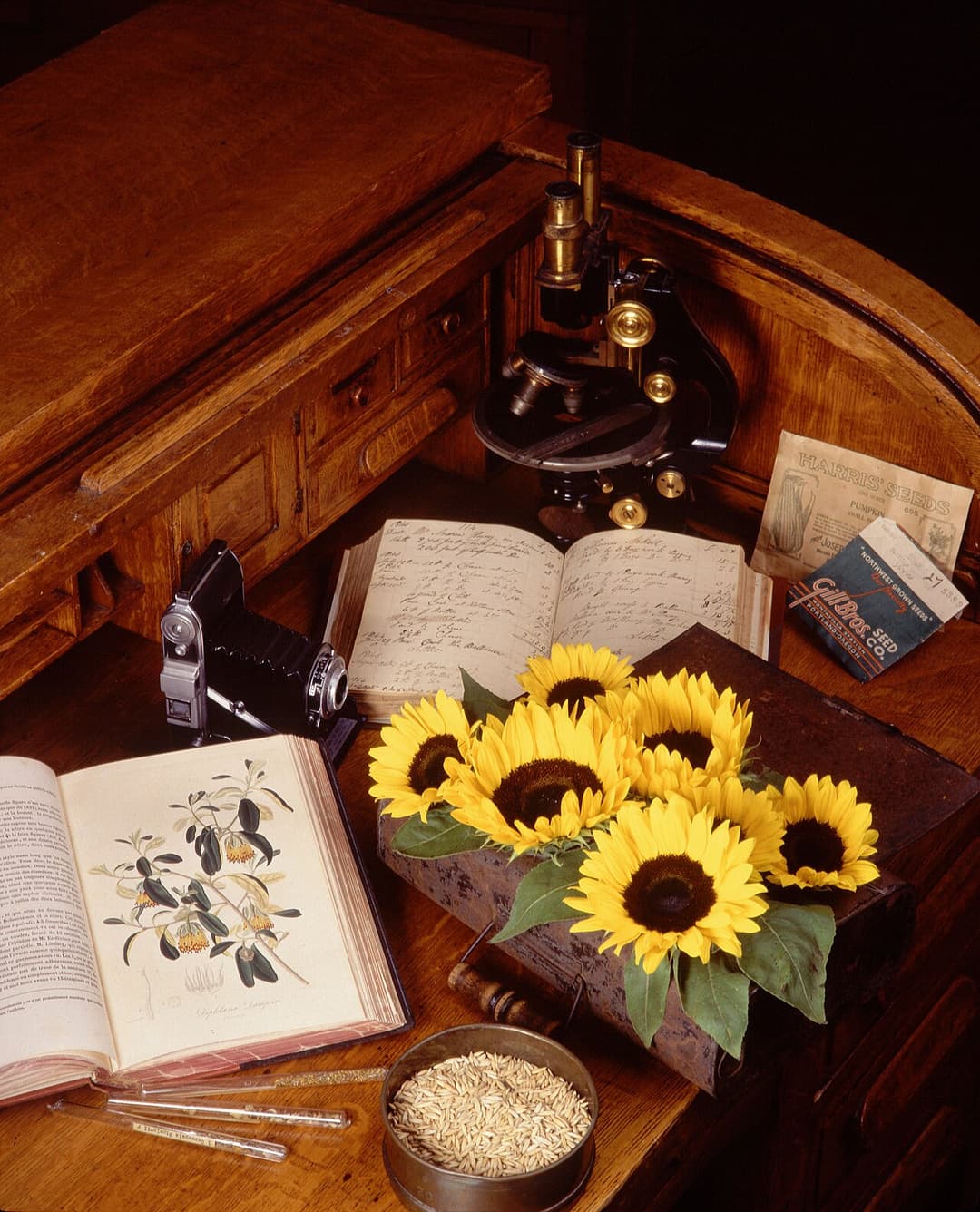 Cultivated plant taxonomy - Wikipedia