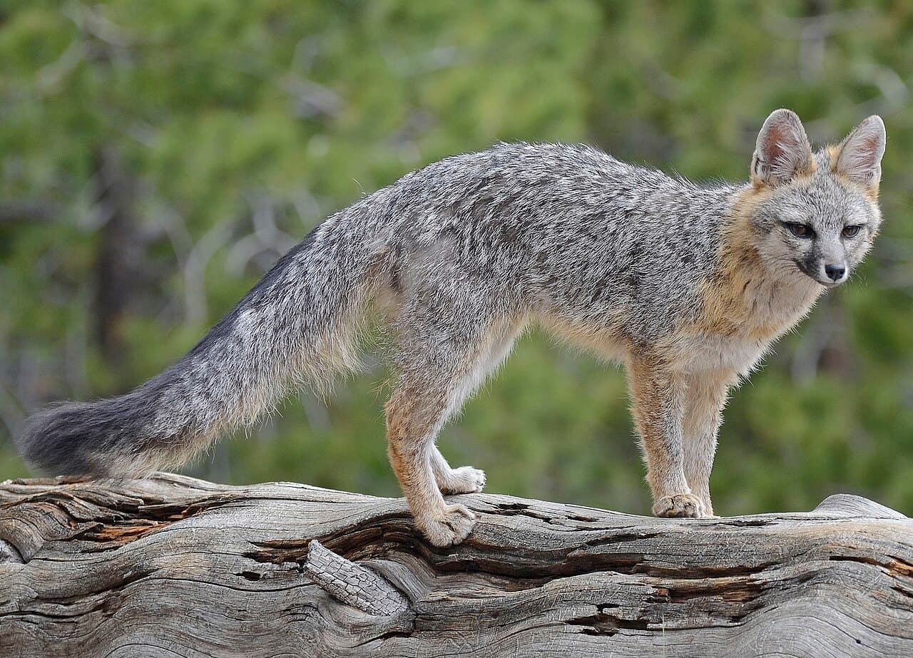 Gray fox - Wikipedia