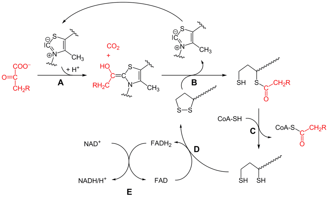 Complexe pyruvate-déshydrogénase — Wikipédia