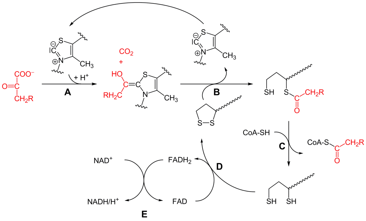 Complexe pyruvate-déshydrogénase — Wikipédia