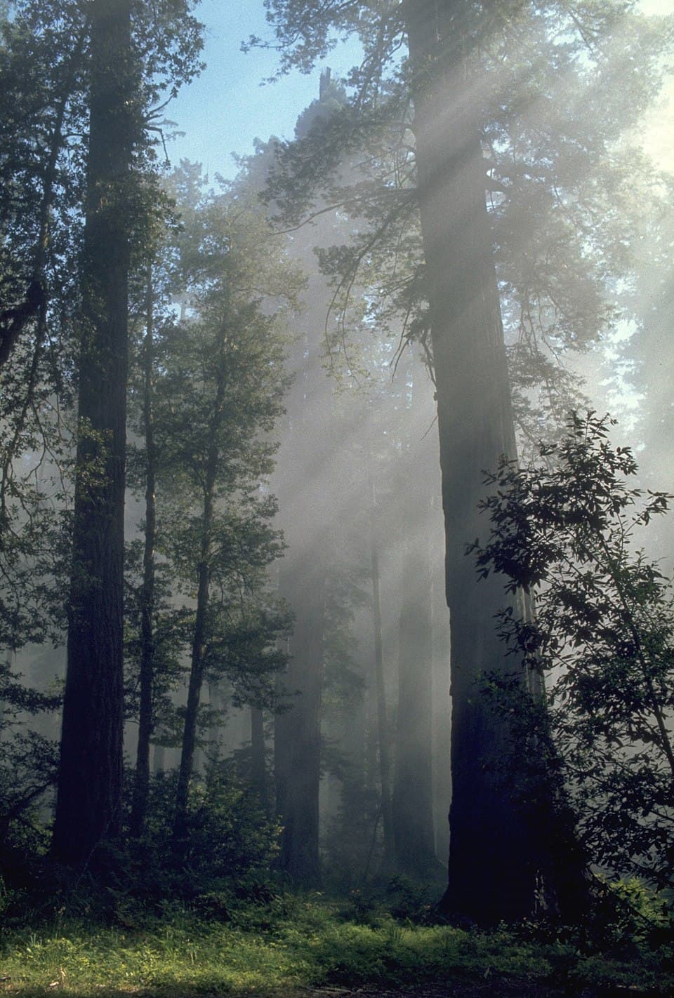 Forest dynamics - Wikipedia