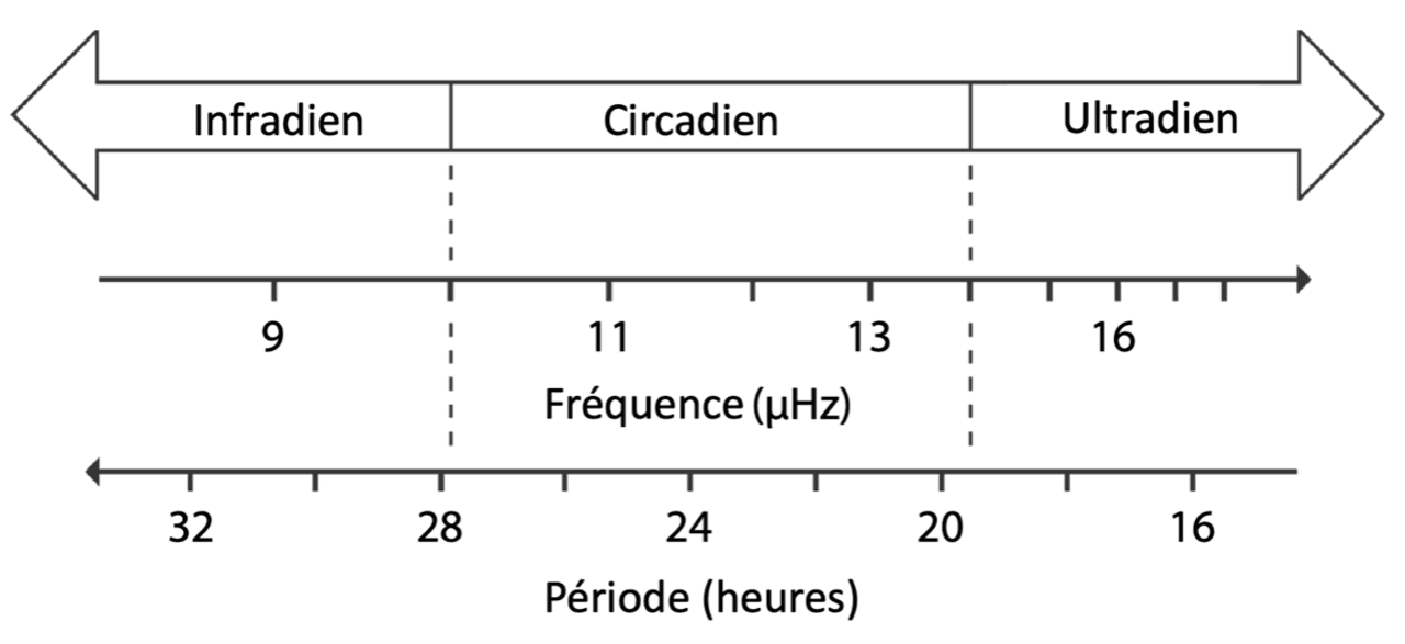 Rythmes ultradiens — Wikipédia