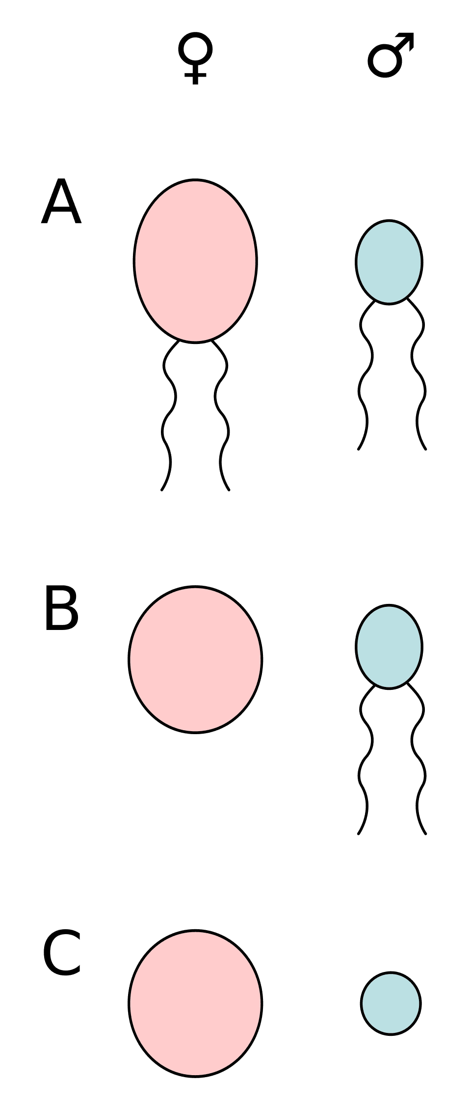 Anisogamy - Wikipedia