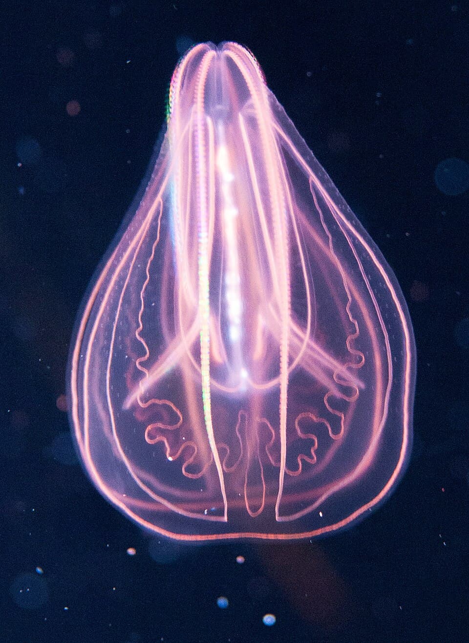 Ctenophora - Wikipedia