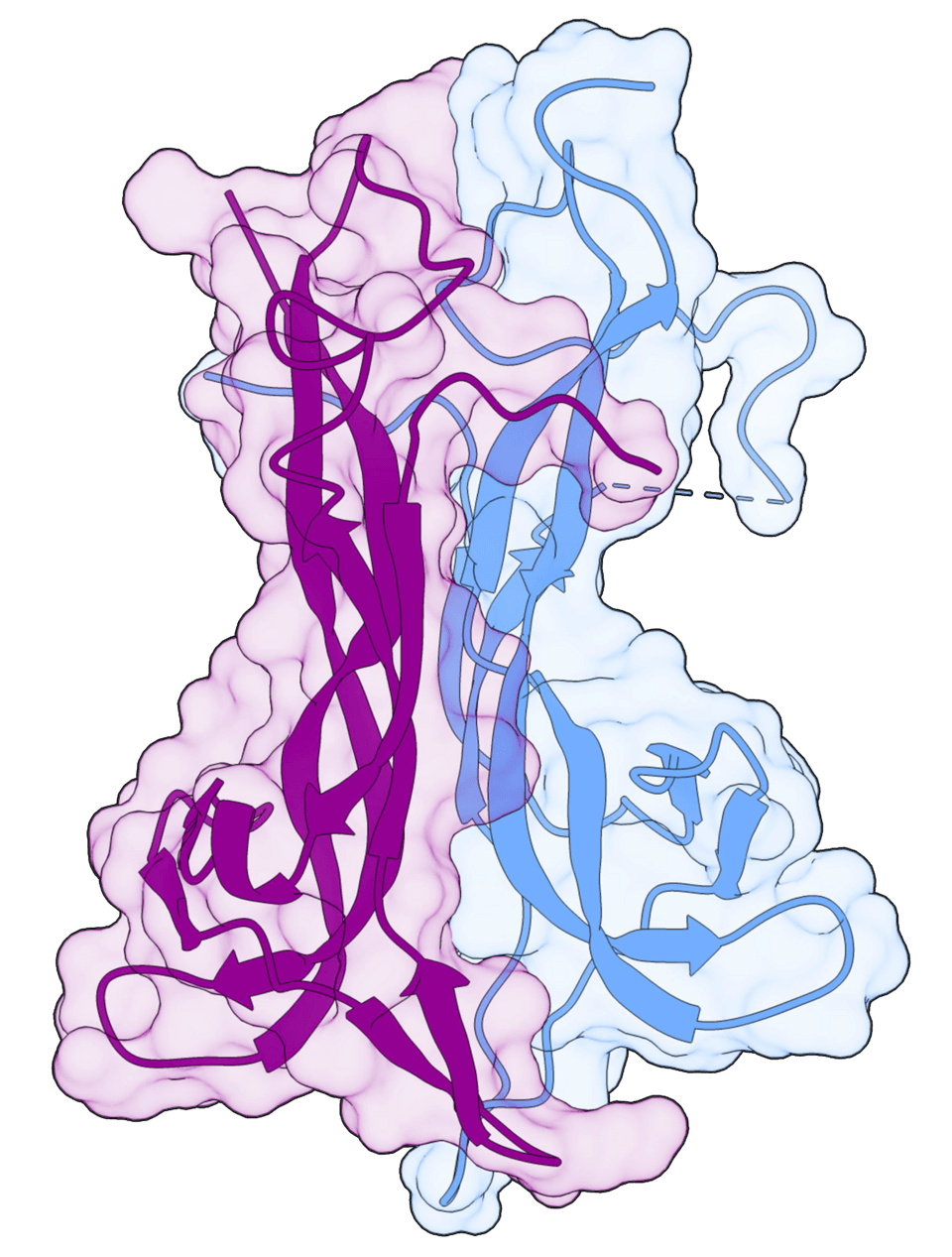 Facteur neurotrophique dérivé du cerveau — Wikipédia
