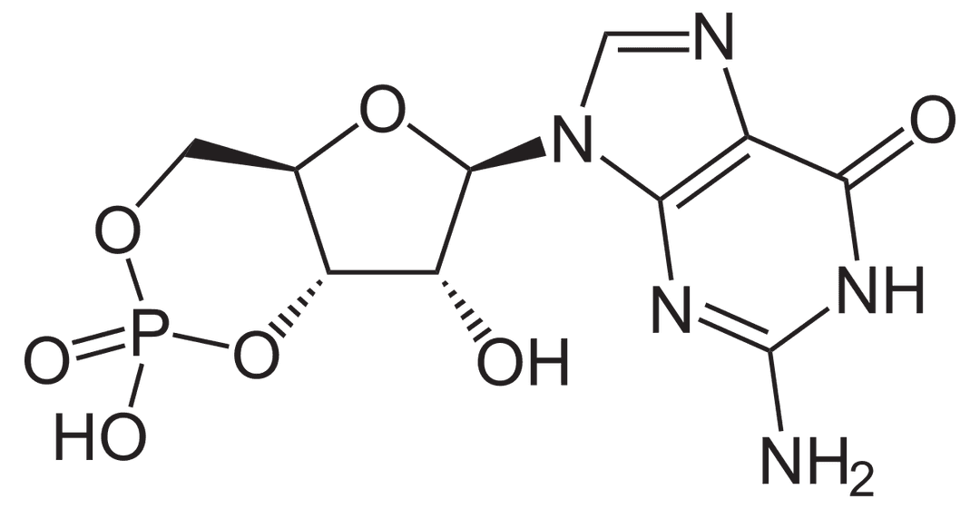 Guanosine monophosphate cyclique — Wikipédia