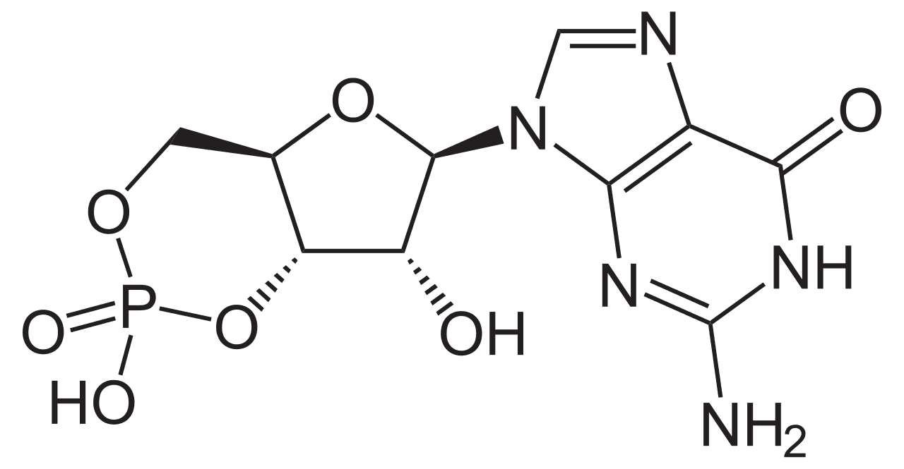 Guanosine monophosphate cyclique — Wikipédia