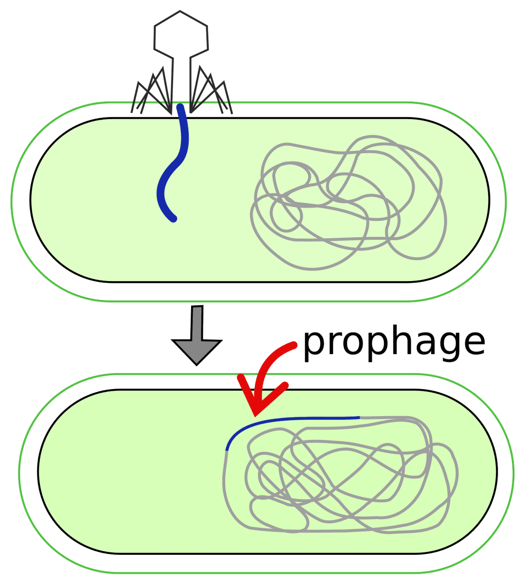 Prophage - Wikipedia