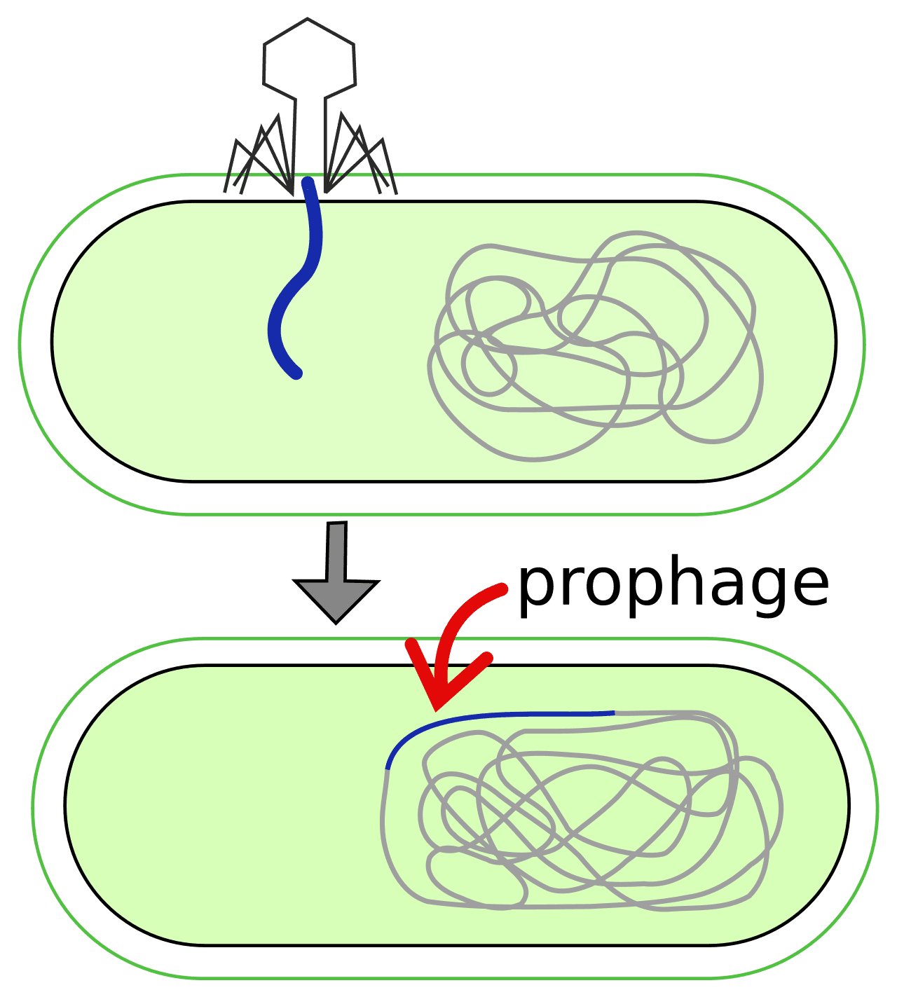 Prophage - Wikipedia