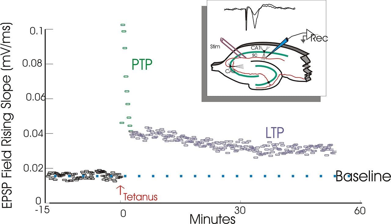 Long-term potentiation - Wikipedia