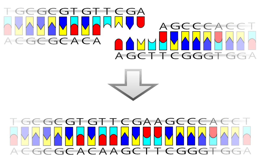 Ligation (molecular biology) - Wikipedia