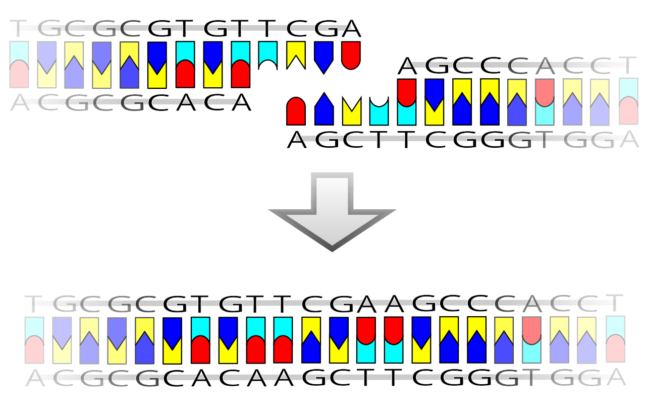 Ligation (molecular biology) - Wikipedia