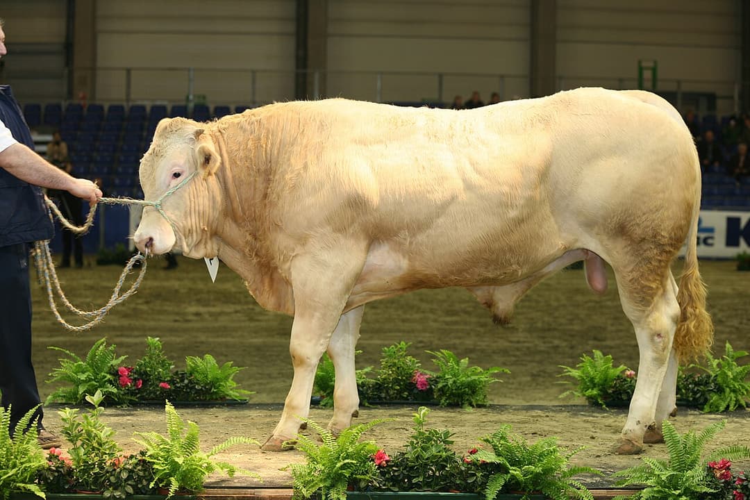 Beef cattle - Wikipedia