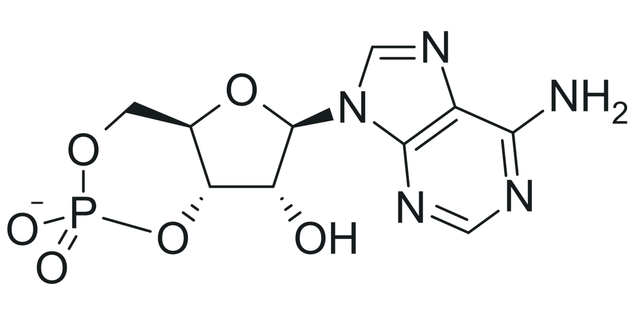 Cyclic adenosine monophosphate - Wikipedia