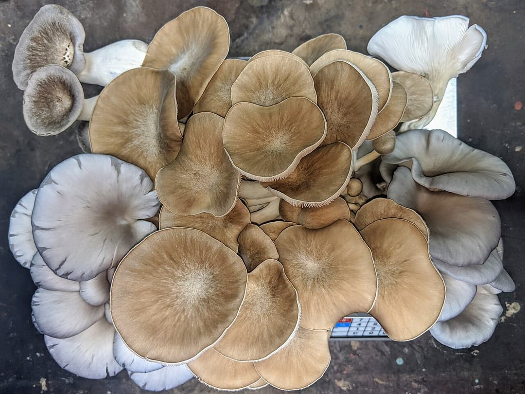 Fungiculture - Wikipedia