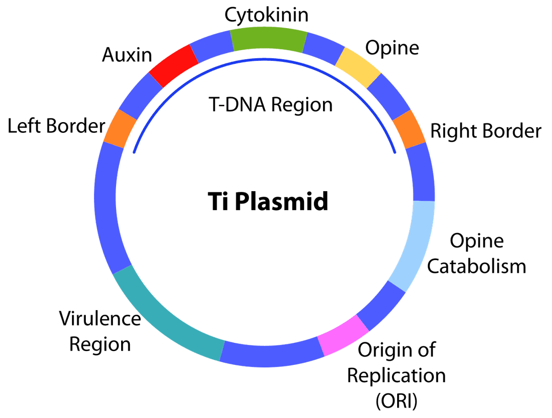 Ti plasmid - Wikipedia