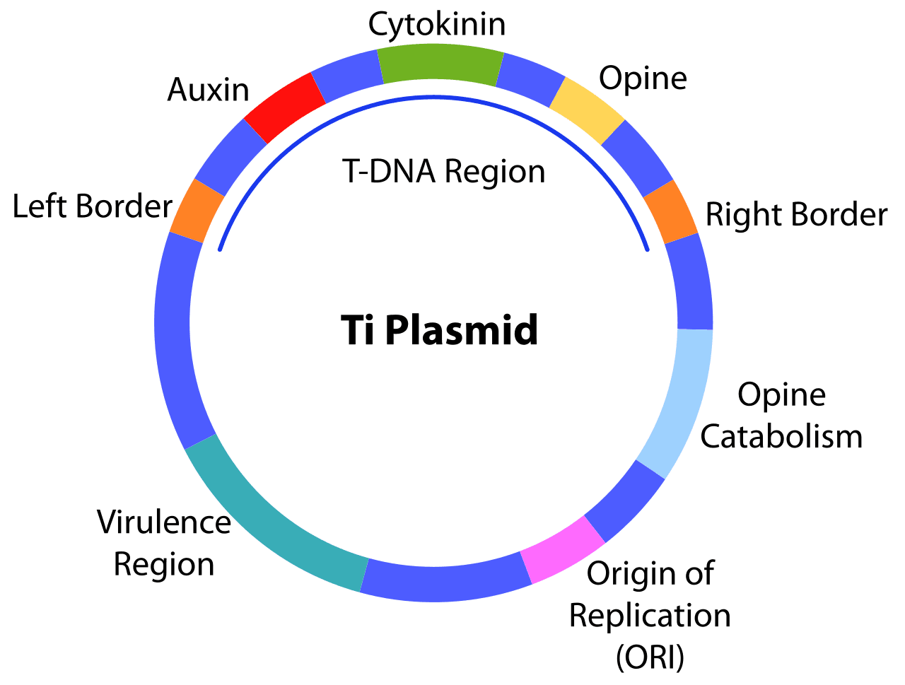 Ti plasmid - Wikipedia