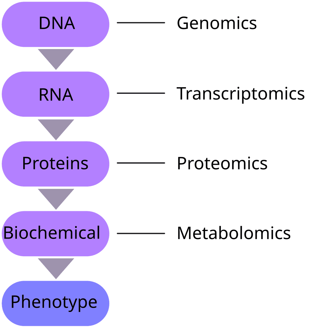 Systems biology - Wikipedia