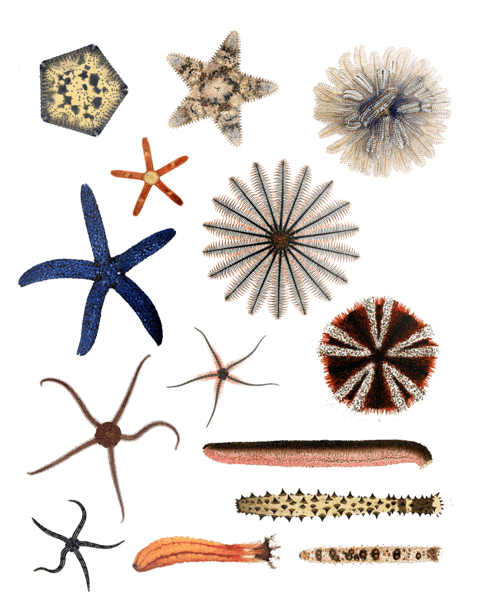 Echinodermata — Wikipédia