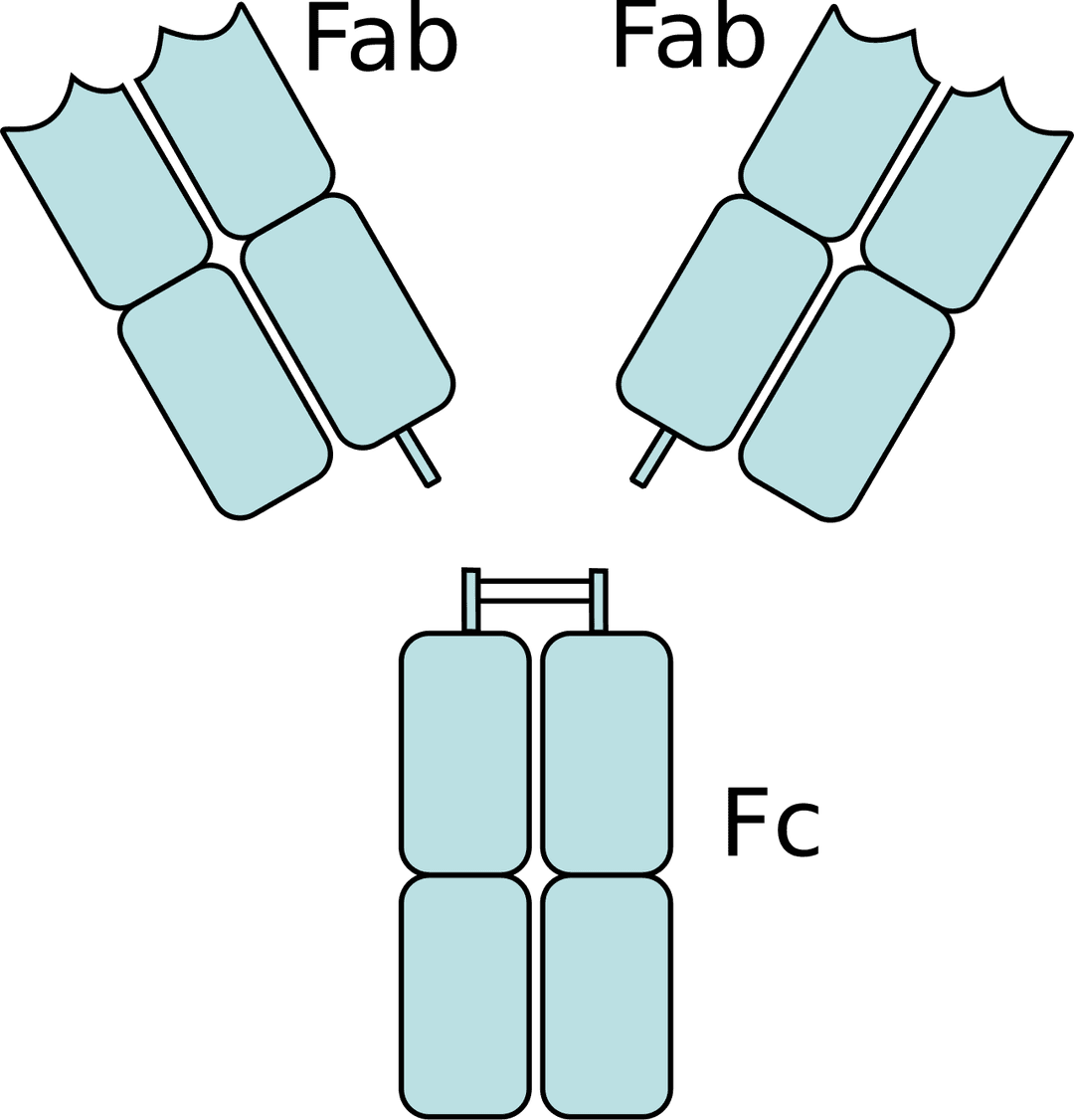 Fragment crystallizable region - Wikipedia
