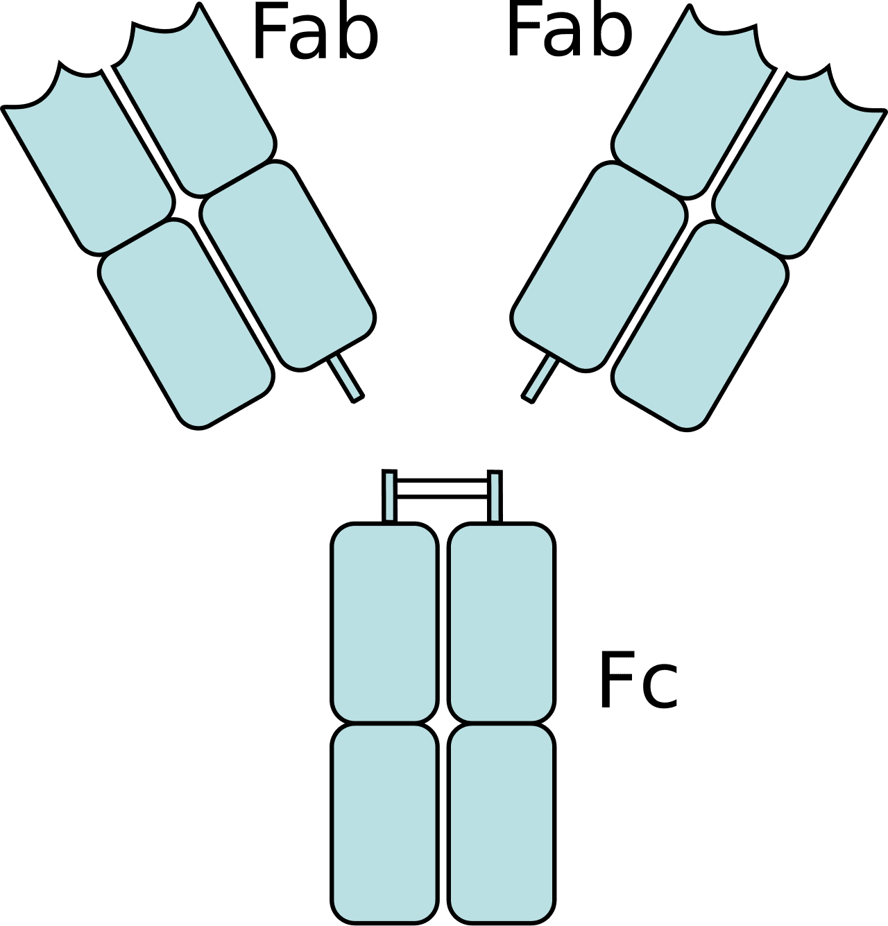 Fragment crystallizable region - Wikipedia