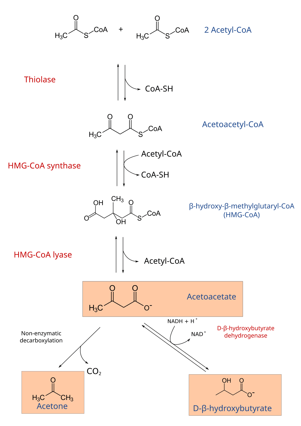 Cétogenèse — Wikipédia