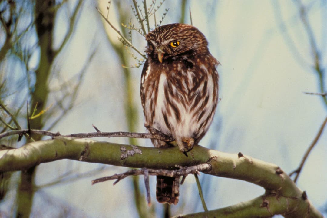 Rapace — Wikipédia