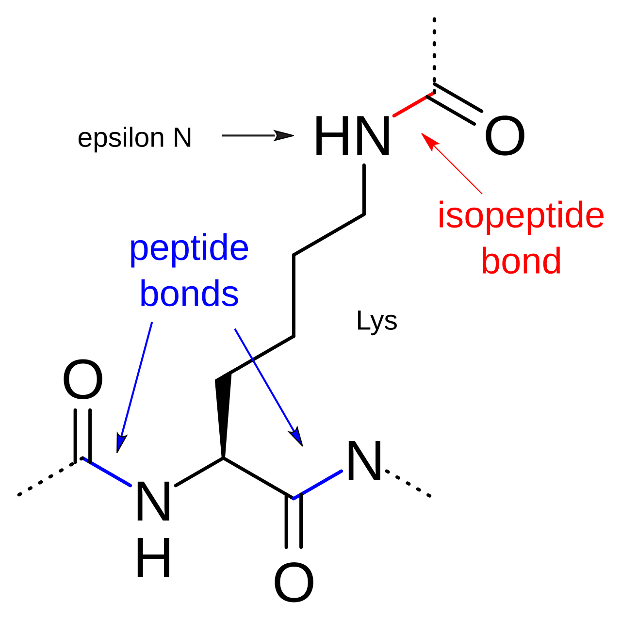 Liaison isopeptidique — Wikipédia