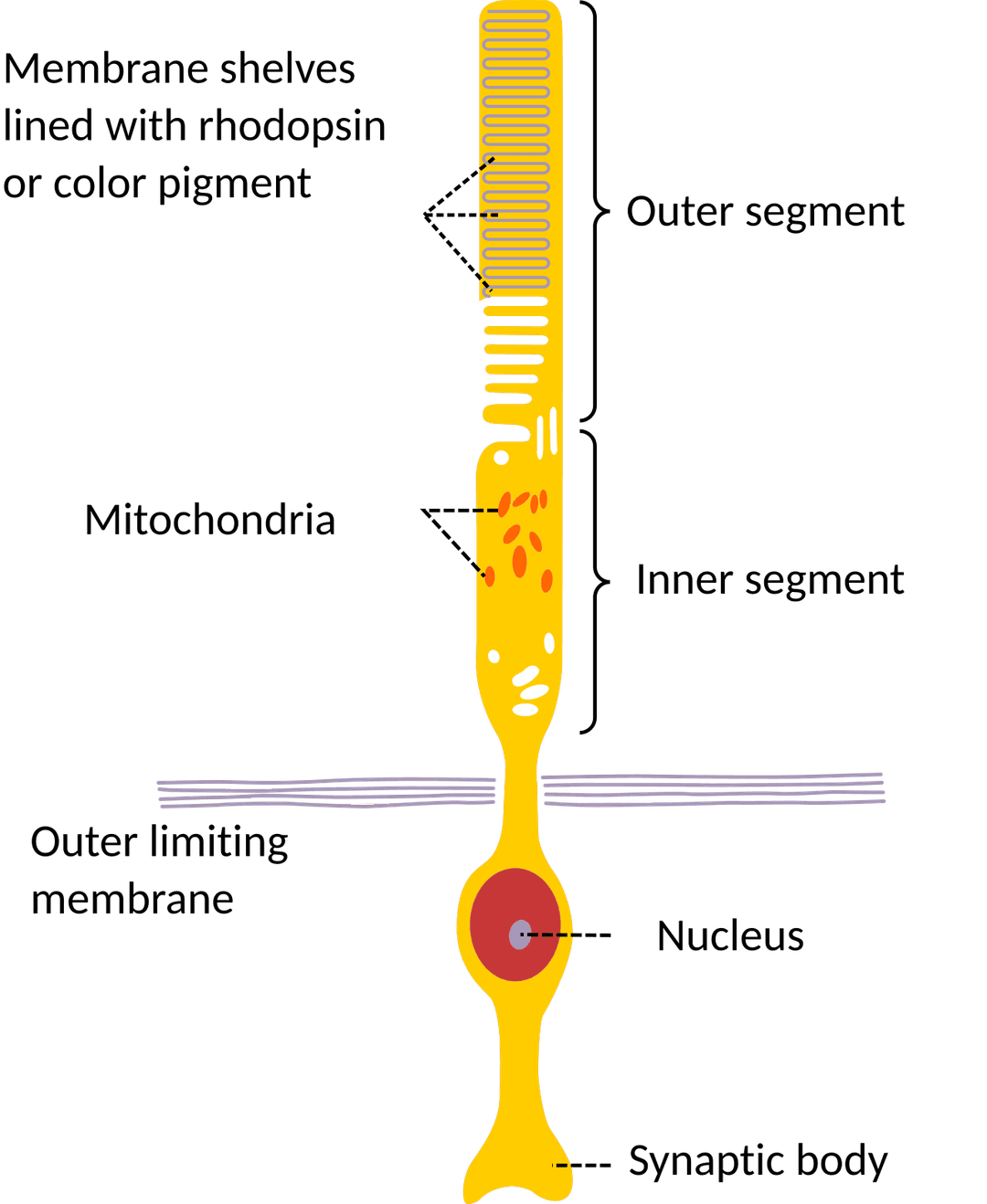 Bâtonnet — Wikipédia