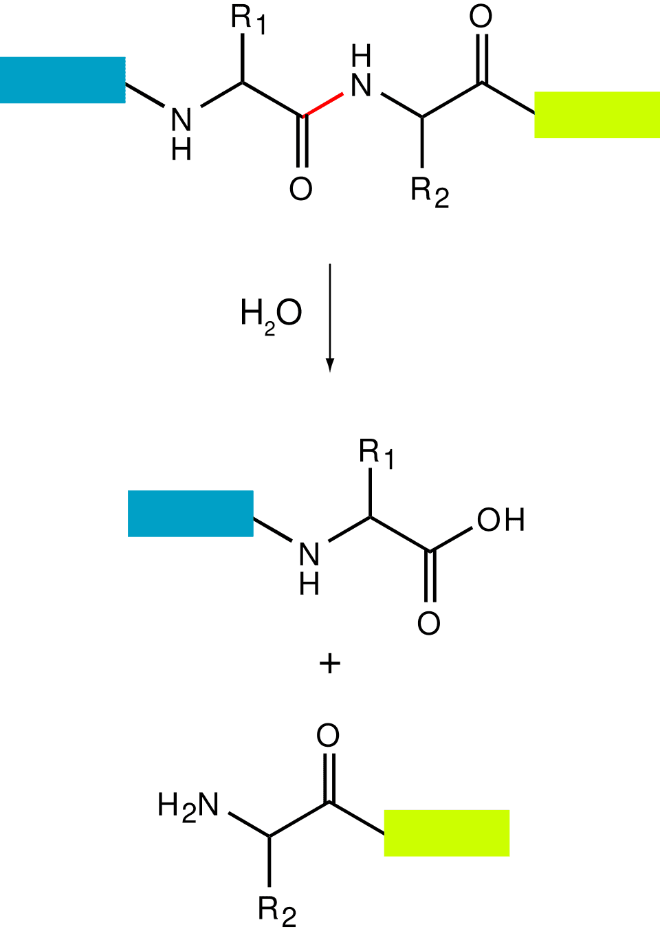 Peptidase — Wikipédia