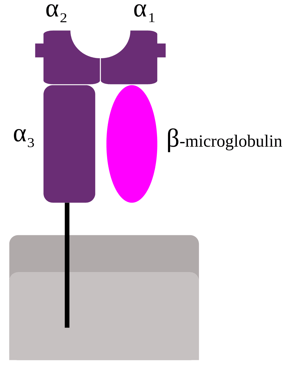 Human leukocyte antigen - Wikipedia