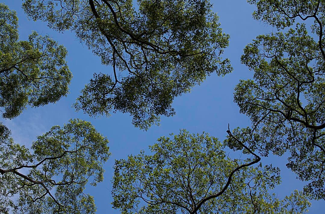 Canopy (botany) - Wikipedia