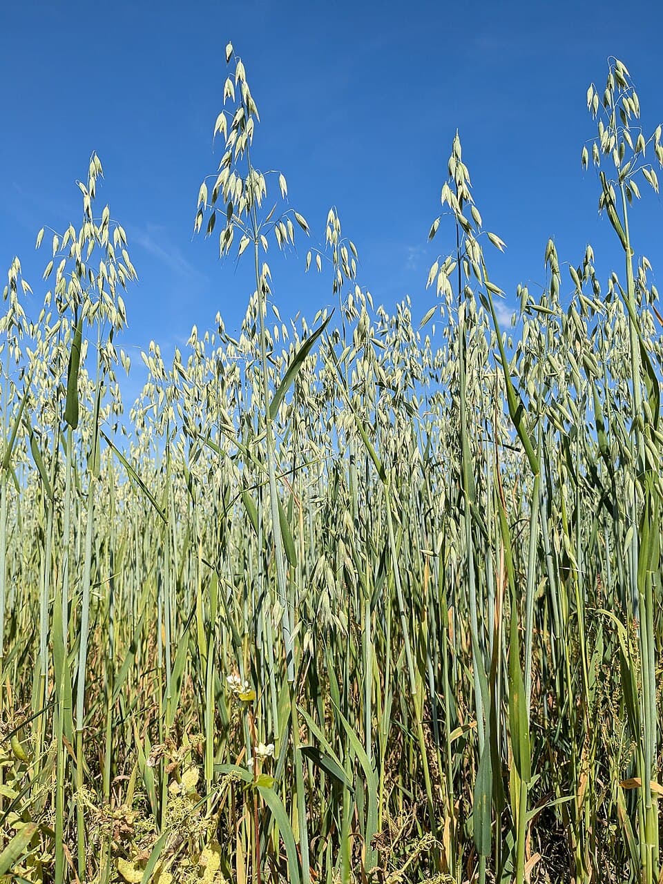 Oat - Wikipedia