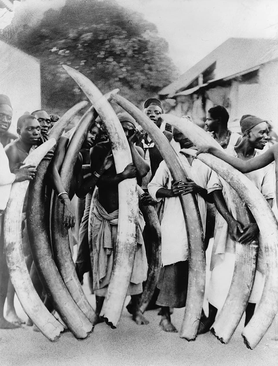 Wildlife trade and zoonoses - Wikipedia